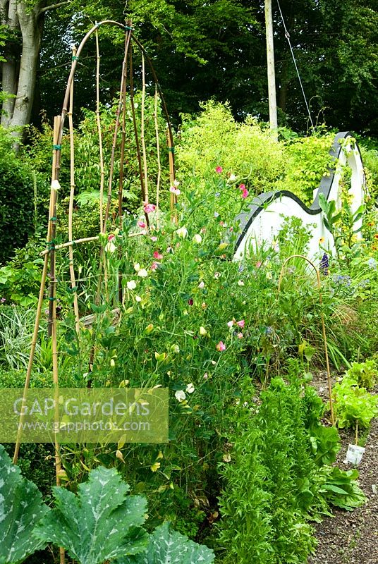 Bamboo screen supports Lathyrus - Sweet peas in the vegetable patch with moon gate beyond. Beggars Knoll, Newtown, Westbury, Wiltshire, UK