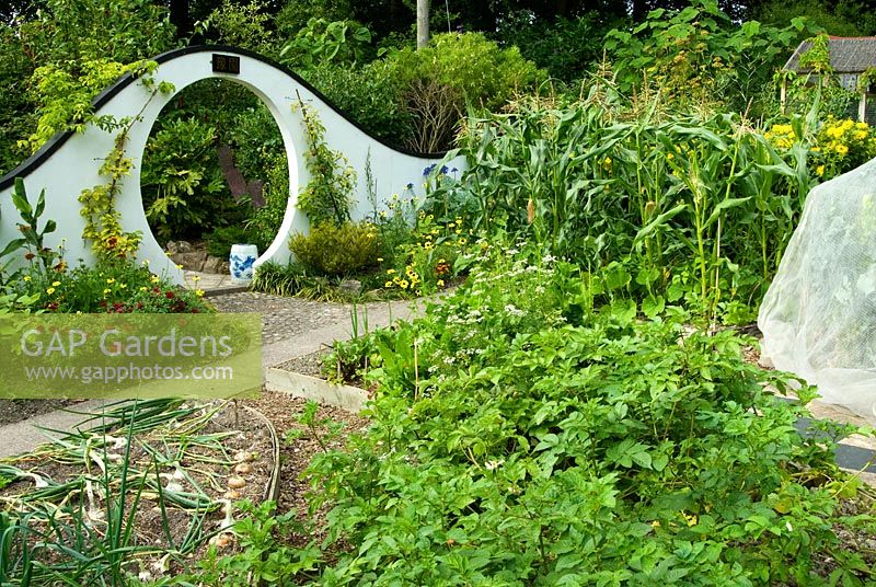 Moon gate marks passage from the kitchen garden to the Wandering Garden, framed by trained fruit trees, Rudbeckias and Tagetes - Marigolds with Onions ready to harvest in the foreground. Beggars Knoll, Newtown, Westbury, Wiltshire, UK
