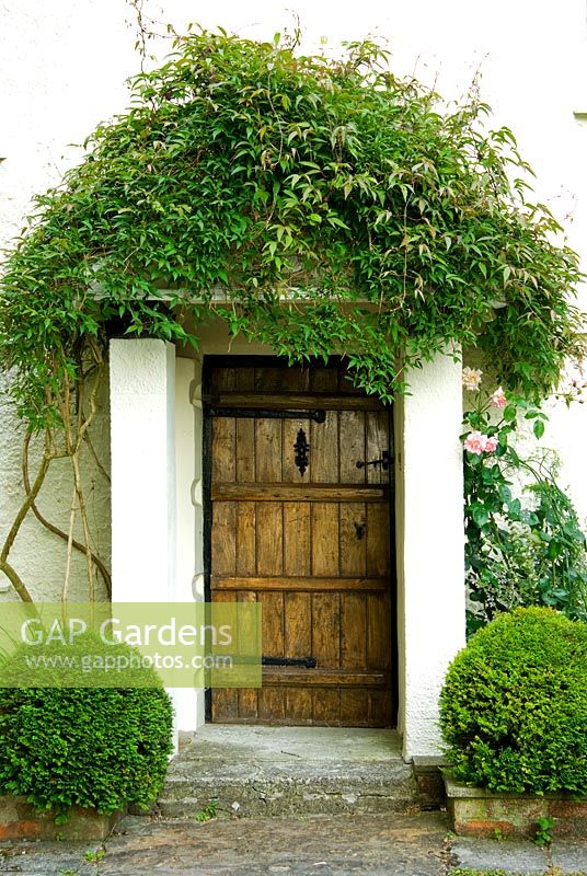 Front door framed with Buxus - Box spheres, porch covered with Clematis. Beggars Knoll, Newtown, Westbury, Wiltshire, UK