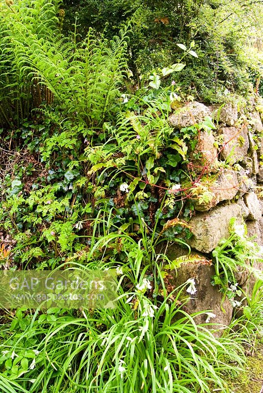 A Cornish hedge, colonised by ferns, Allium triquetrum, herb robert and ivy - Trewidden, Buryas Bridge, Penzance, Cornwall, UK