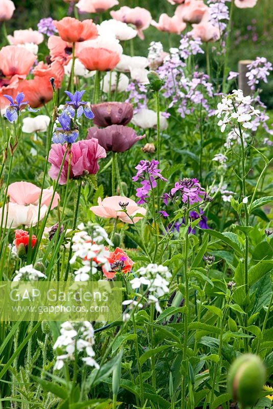 Papaver orientale 'Charming', 'Perry's White' and 'Salome', Super Poppy Medallion with Hesperis matronalis