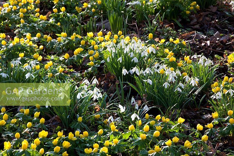 Galanthus nivalis and Eranthis hyemalis - Snowdrops and Winter Aconites naturalised in a woodland garden 
