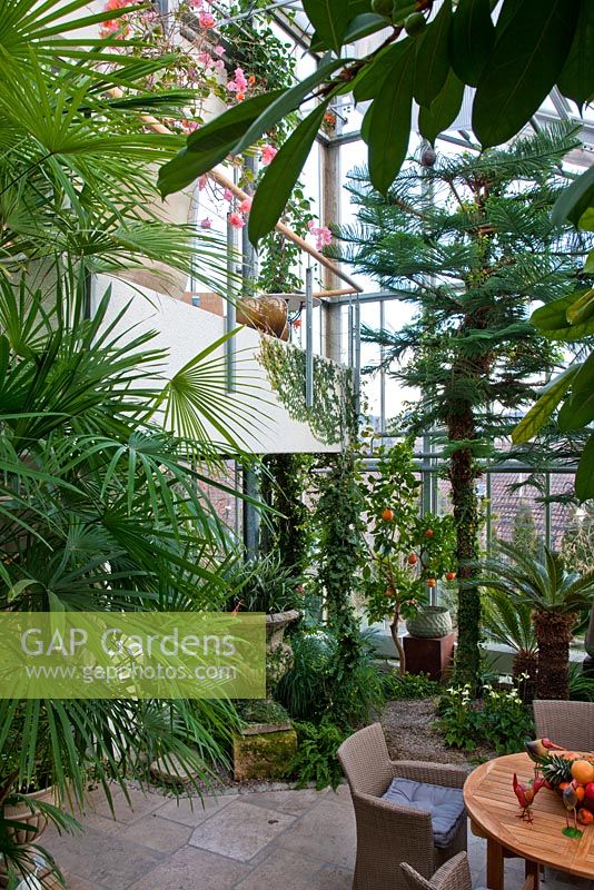 View of the conservatory to the second floor, secured with a modern railing. Planting includes Araucaria heterophylla, Bougainvillea glabra, Citrus sinensis, Cycas revoluta, Ficus cyatistipula and Rhapis excelsa - Wintergarten, Germany