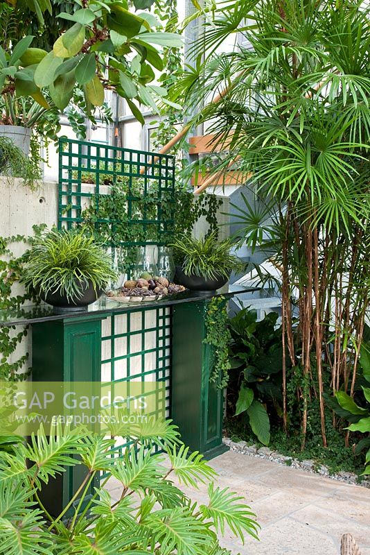 Wooden plinths painted in green with glass plate in front of a trellis, used as a placement area. Planting includes Ficus cyatistipula, Philodendron xanadu and Rhapis excelsa - Wintergarten, Germany