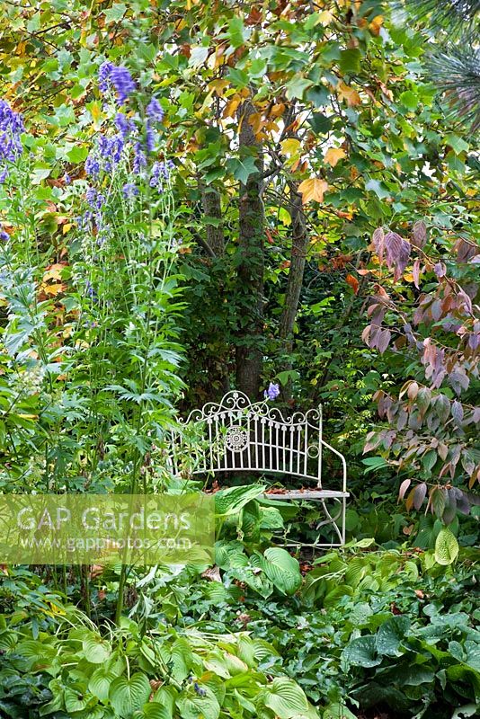 White metal bench in a shadowy area of an autumnal garden. Aconitum carmichaelii var. wilsonii, Hosta, Liriodendron tulpifera, Viburnum