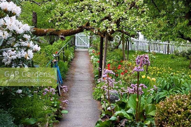 Spring garden with blue bicycle under apple tree and a pathway leading through flower meadows to a white painted wooden gate. Planting includes Malus domestica, Rhododendron and Taraxacum officinale