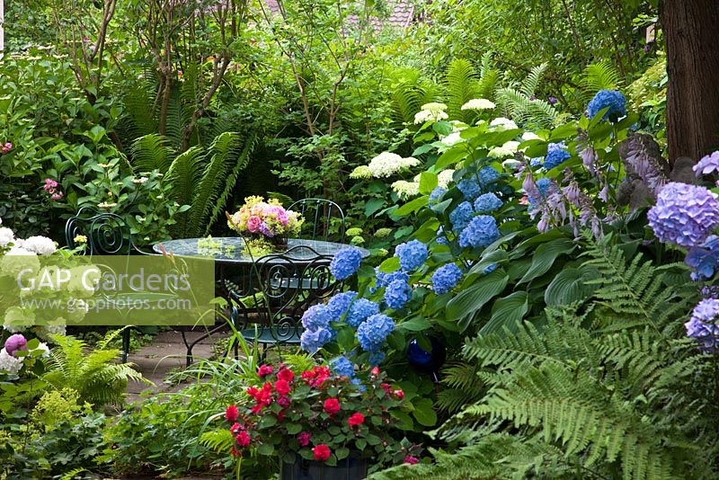 Patio with green metal chairs and table with bouquet. Surrounded by Hydrangea macrophylla, Hydrangea arborescens and Mattheucia struthiopteris in the garden of a Hydrangea collector
