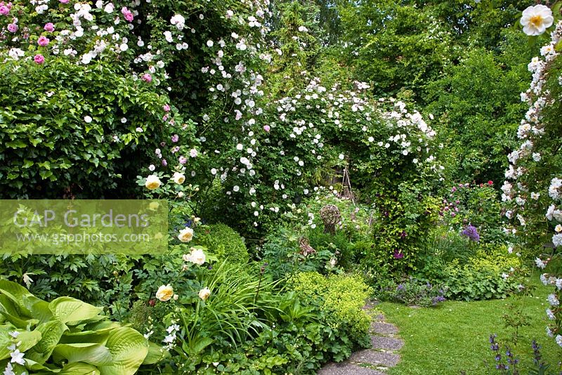 Climbing Roses on an arch and growing in mixed borders. Planting includes rambling Rosa 'Lykkefund', R 'Venusta Pendula',  Aconitum, Alchemilla mollis and Hedera helix - Ivy