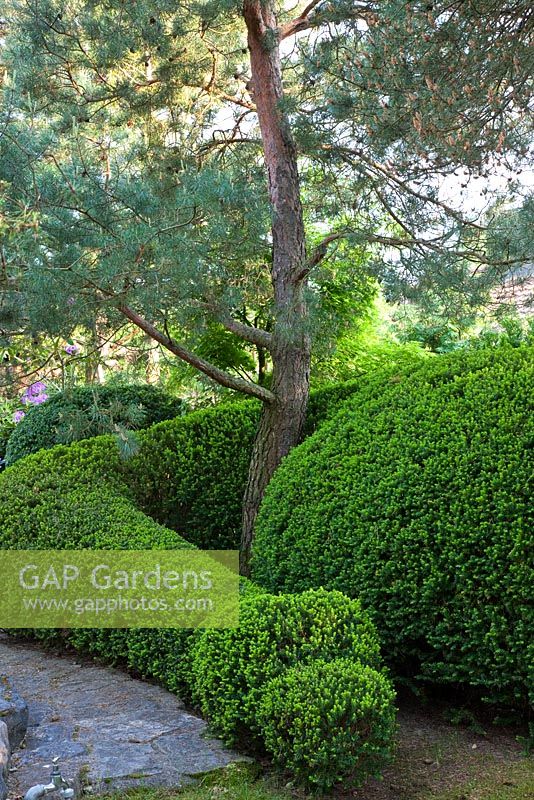 Topiary winding around a pine tree in a Japanese garden - Pinus sylvestris and Taxus baccata