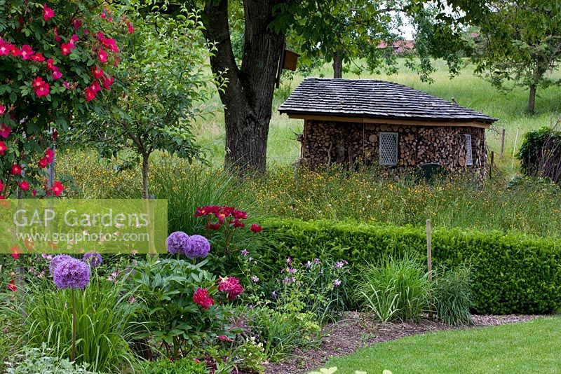 Shed and mixed flowerbed of Rosa 'Scharlachglut', Allium 'Globemaster', Aquilegia, Buxus, Paeonia and Taxus hedge