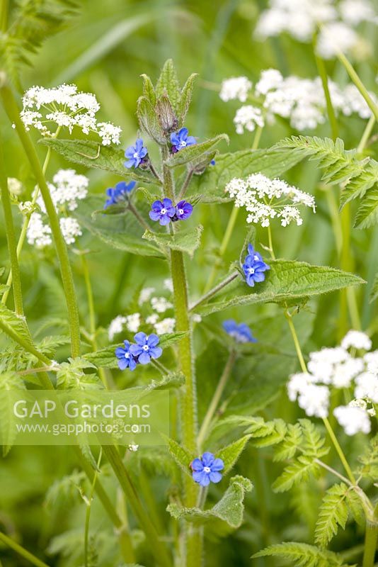 Pentaglottis sempervirens - Green Alkanet and Anthriscus sylvestris - Cow parsley on a wild bank