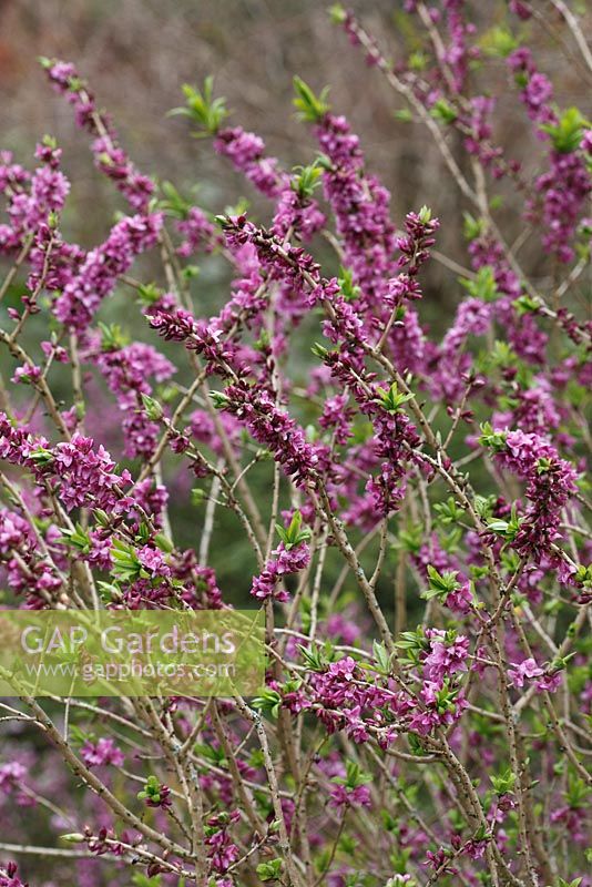 Daphne mezereum 'Rubra' shrub in flower