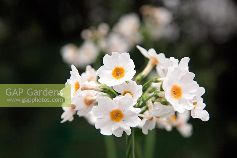 Primula japonica 'Postford White' AGM - white candelabra Primula