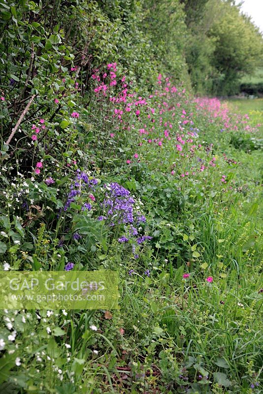Red Campion - Silene dioica with Hyacinthoides non-scripta - English Bluebells and Greater Stitchwort - Stellaria holostea in a Westcounry hedgerow during spring