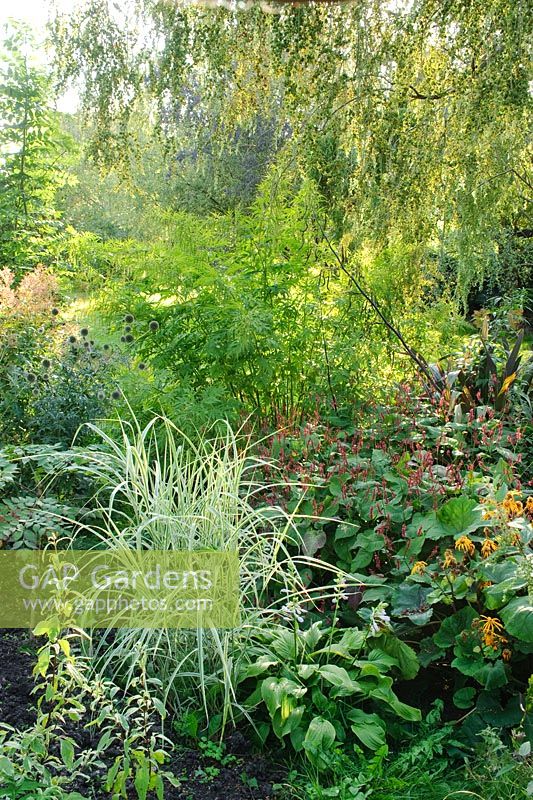 View of plant enthusiasts garden in late summer -  Miscanthus, Ligularia, Hosta, Persicaria
