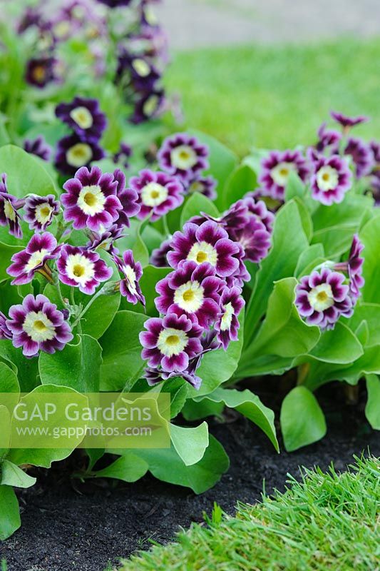 Primula auricula growing in a border