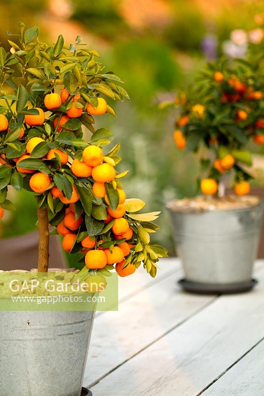 Citrus x mitis also known as Citrus x Citrofortenella microcapa in galvanised buckets and displayed on wooden garden table