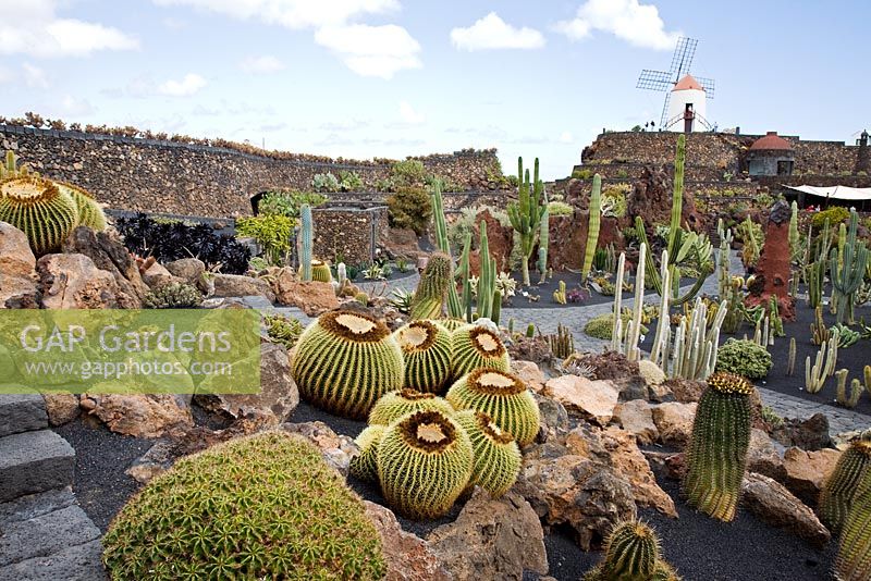 Echinocactus grusonii -  El Jardin de Cactus, Lanzarote