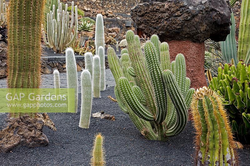 Columunar white forms of Cephalocereus Senilis, originally from Mexico - El Jardin de Cactus, Lanzarote, Canary Islands