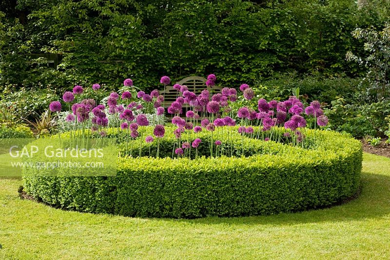 Circular Buxus sempervirens - Box border with Allium hollanidicum 'Purple Sensation' in flower in Spring
 