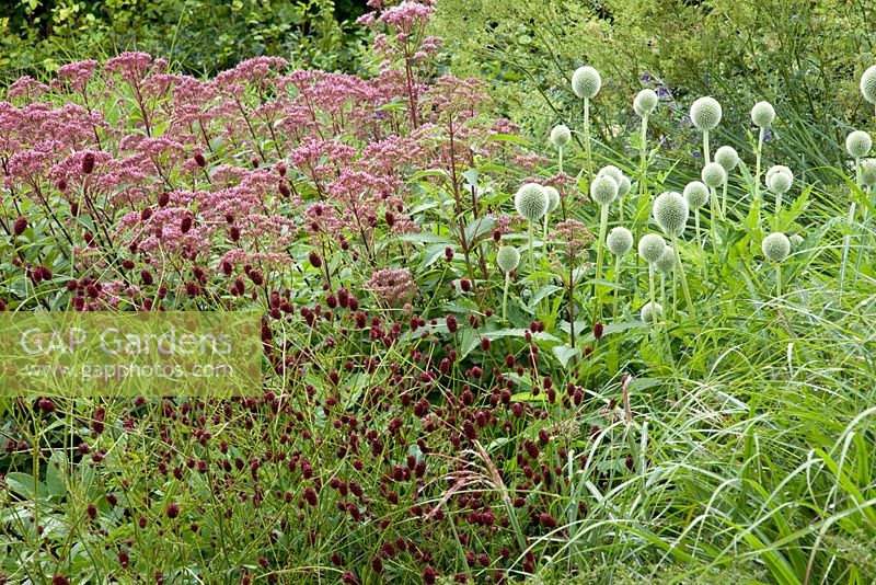 Sanguisorba 'Red Thunder', Echinops exaltatus, Eupatorium maculatum 'Purple Bush'.  The Plant Specialist Nursery, Buckinghamshire