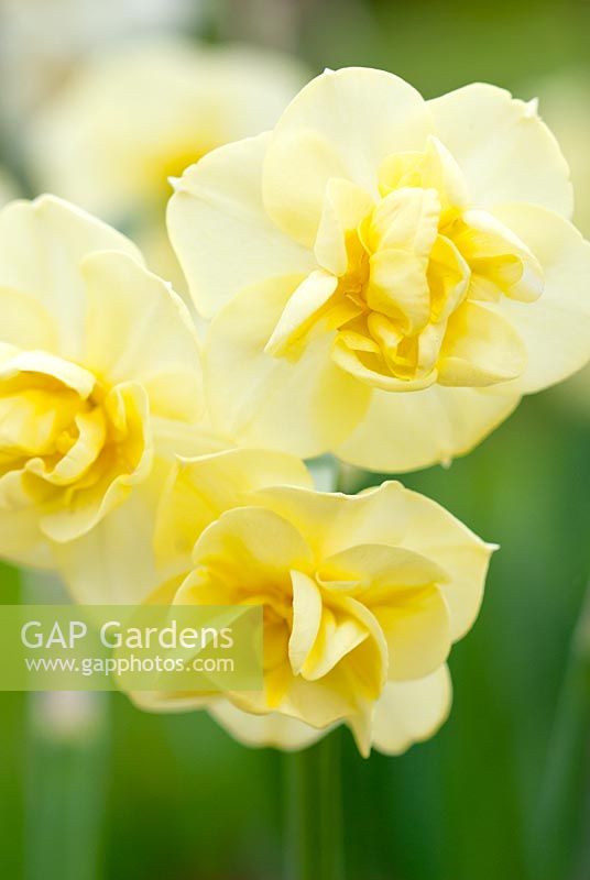 Narcissus 'Cheerfulness' - Daffodil