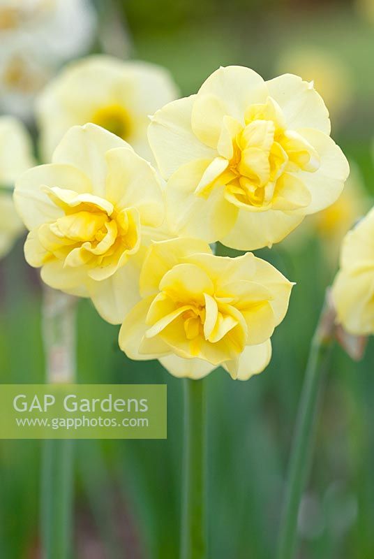 Narcissus 'Cheerfulness' -  Daffodil