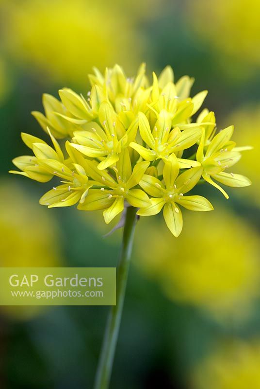 Allium moly - Golden garlic