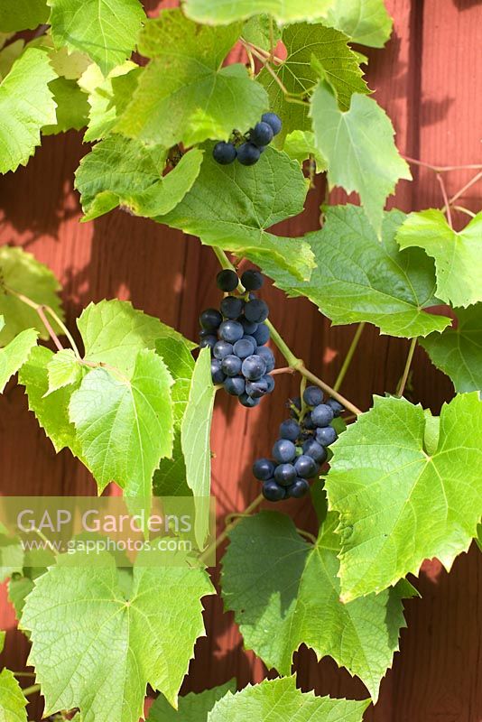 Vitis vinifera - Grape vine