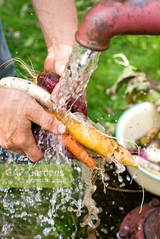 Carrot 'Yellowstone' and Carrot 'Cosmic Purple' rinsed in water from a well   