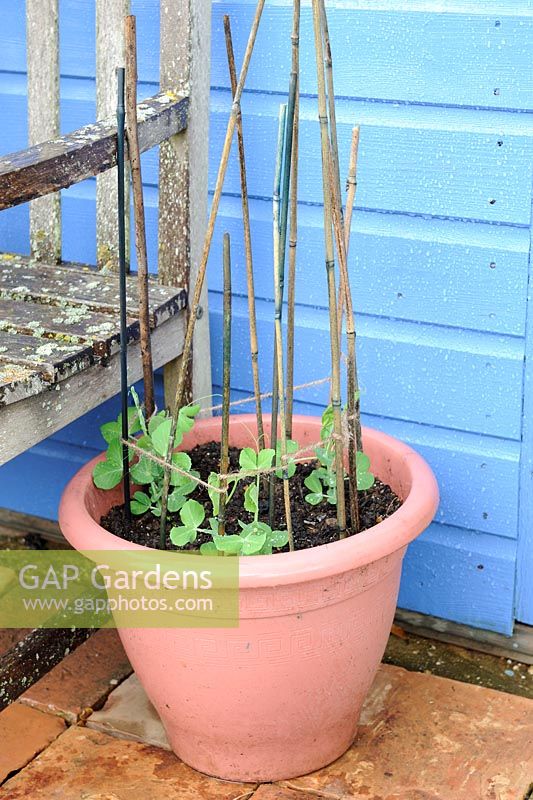 Container vegetables, young pea plants planted in terracotta pot, Norfolk, Engalnd, May