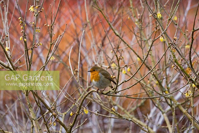 Red robin in winter, sitting on branches of Chimonanthus praecox var 'Luteus'
