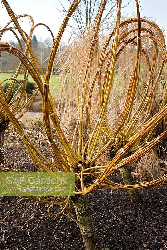 Yellows stems of Salix alba subsp. vitellina.  Coppiced Willow at RHS Hyde Hall