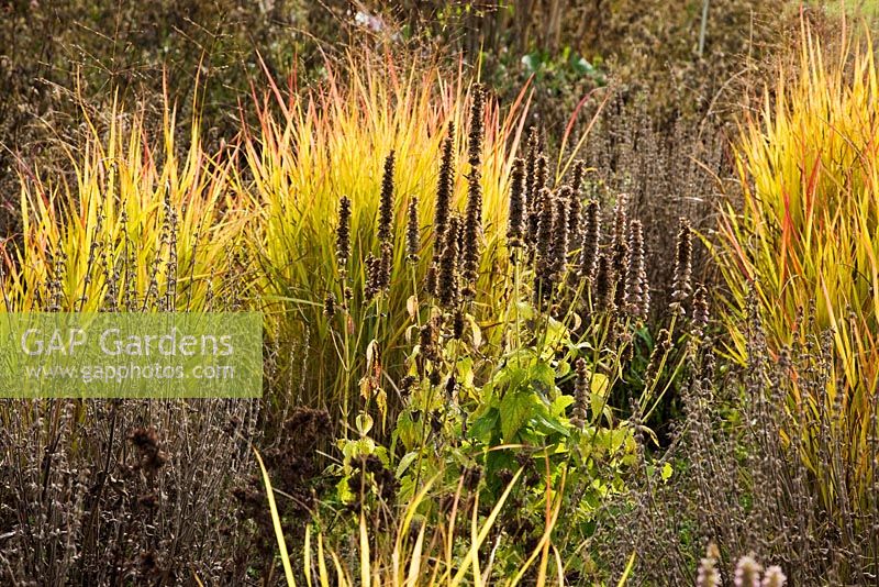 Agastache 'Black Adder' and Panicum virgatum 'Rehbraun' in Autumn -  RHS Wisley, Piet Oudolf borders