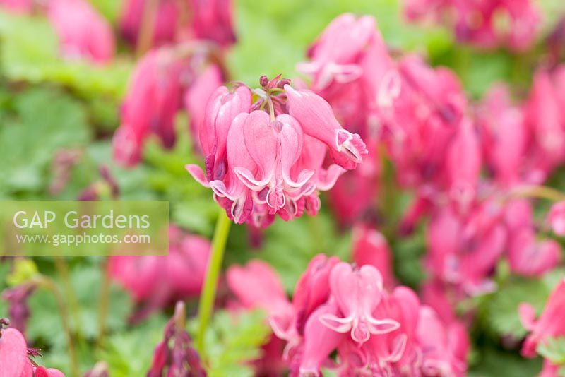 Pink flowers of Dicentra 'King of Hearts'