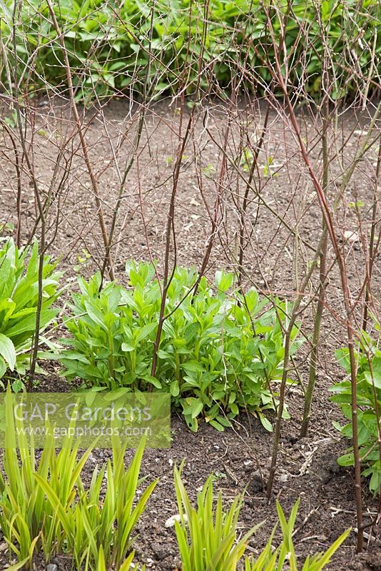 Hazel plant support for Helenium 'Moerheim Beauty' in Spring, in the herbaceous border at RHS Wisley