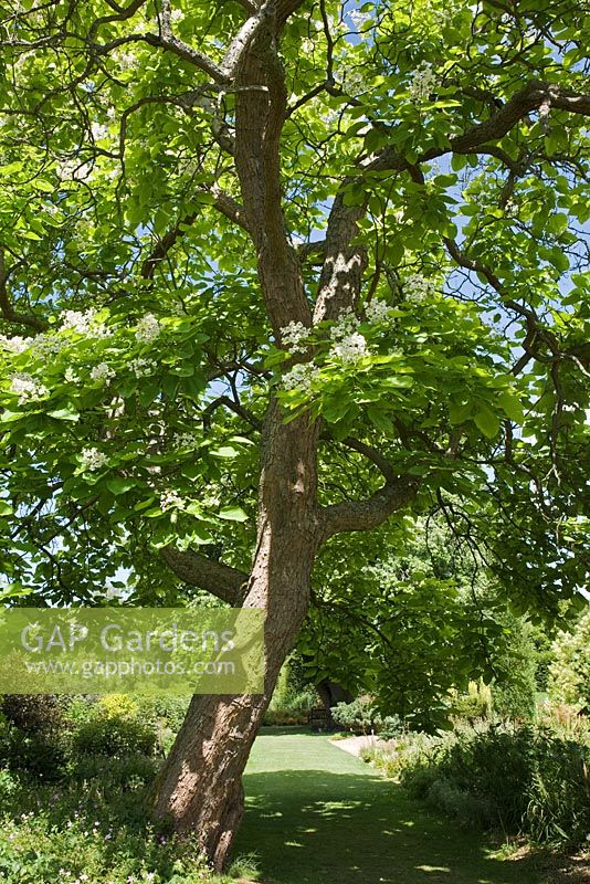 Catalpa bignonioides flowering in July at The Savill Garden, Windsor Great Park