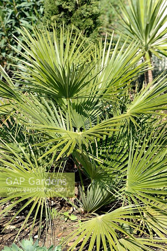 Chamaerops humilis - Dwarf Fan Palm