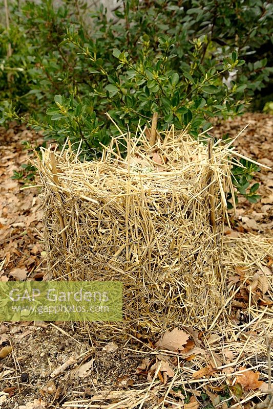 Netting and straw plant protection over winter