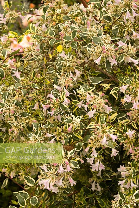 Abelia grandiflora 'Hopley's Variegata'
