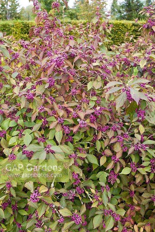 Callicarpa japonica - Japanese Beautyberry