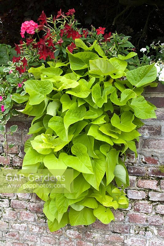 Ipomoea batatas with Nicotiana growing on a stone wall