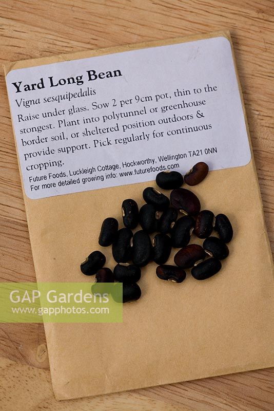 Seeds of Vigna sesquipedalis 'Yard Long Bean'