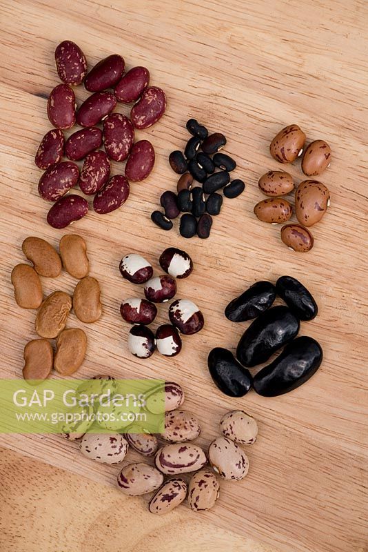 Assorted bean seeds. Clockwise from top  Madeira maroon, Yard long Bean, Birds Egg, Black Magic, Borlotti, Kew Blue, Majorcan Pea Bean.