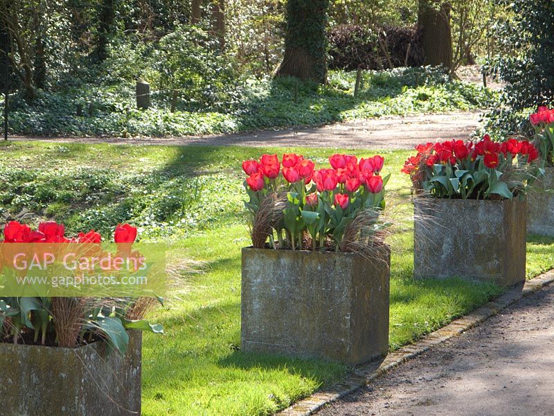 Tulipa 'Red Flair' planted with Carex Bronze Form in square stone containers. Mien Ruys Tuinen, Dedemsvaart, Netherlands 