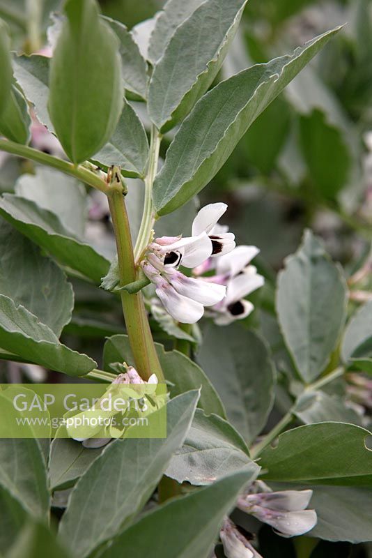 Broad Bean flower - Vicia faba 'Meteor' note puncture holes caused by pollen feeding insects. Top of shoots pinched out to limit damage caused by Black Bean Aphid or Black Army - Aphis fabae