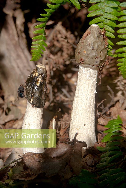 Phallus impudicus - Stinkhorn fungus