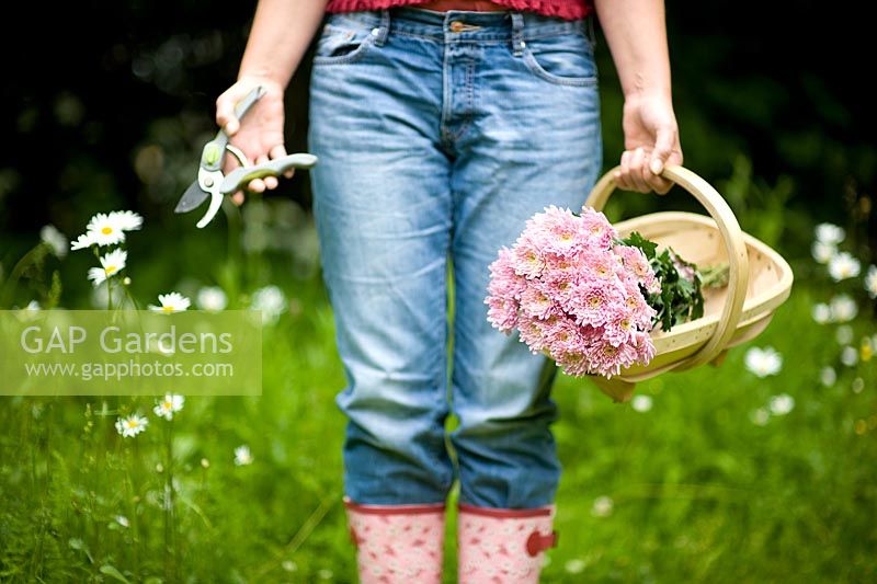 Woman wearing blue jeans and wellies holding a wooden trug of pink chrysanthemum and secateurs