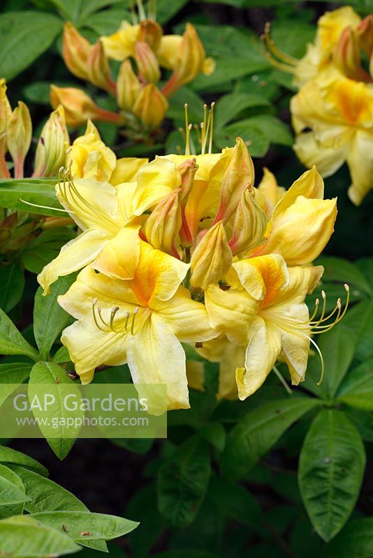 Rhododendron 'Golden Sunset'