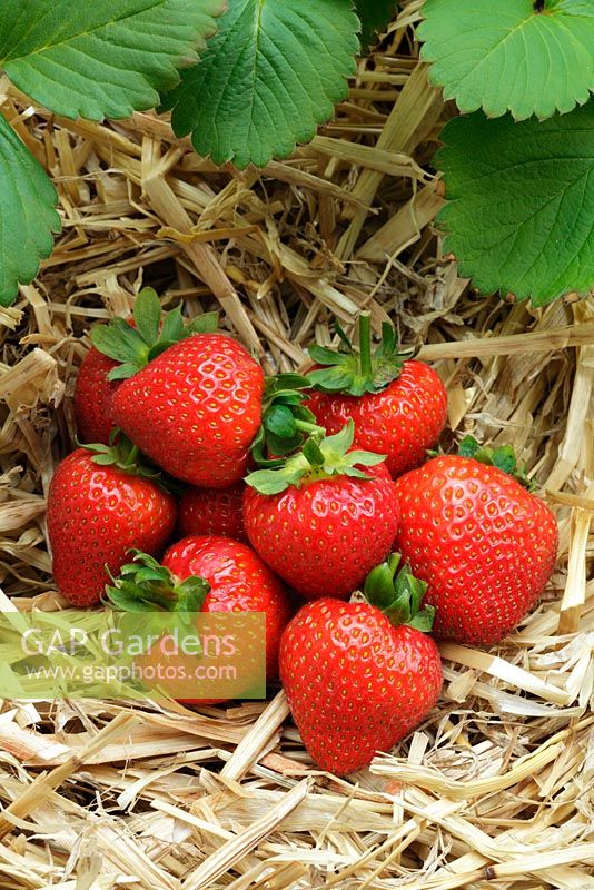 Strawberry - Fragaria x ananassa 'Driscoll Jubilee' 